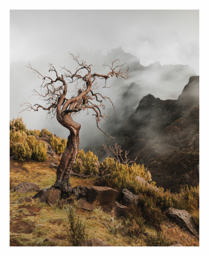 Main image Dead Tree