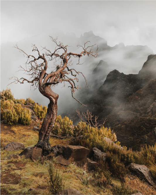 Dead Tree